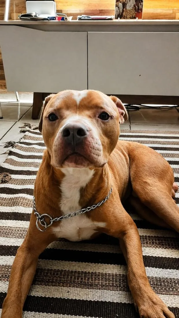 Cachorro raça Pit-Bull idade 2 anos nome Blant