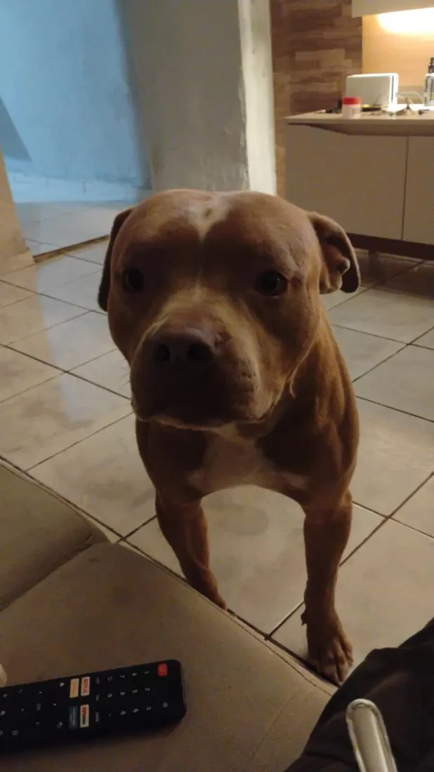 Cachorro raça Pit-Bull idade 2 anos nome Blant