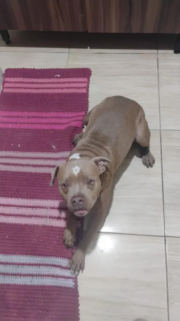 Cachorro raça Pit-Bull idade 2 anos nome Blant