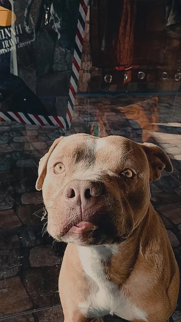 Cachorro raça Pit-Bull idade 2 anos nome Blant