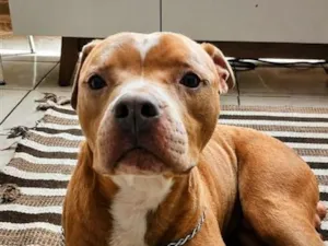 Cachorro raça Pit-Bull idade 2 anos nome Blant