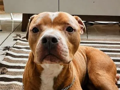 Cachorro raça Pit-Bull idade 2 anos nome Blant