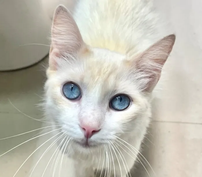 Gato raça SRD-ViraLata idade 1 ano nome Vitorio