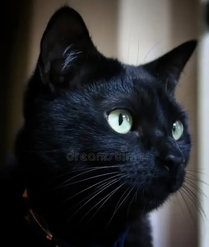 Gato raça SRD-ViraLata idade 1 ano nome Onix