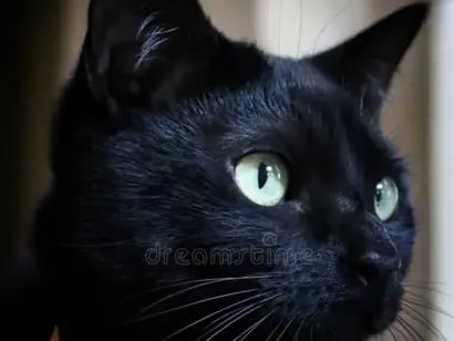 Gato raça SRD-ViraLata idade 1 ano nome Onix