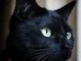 Onix