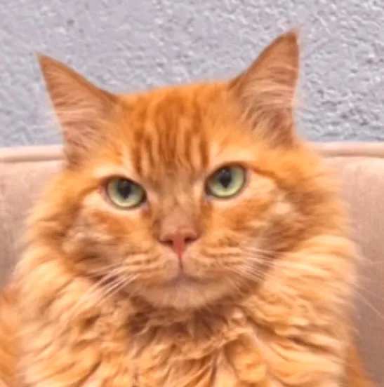 Gato raça Angorá idade 2 anos nome Zeus