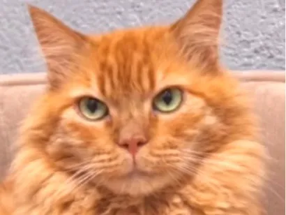 Gato raça Angorá idade 2 anos nome Zeus