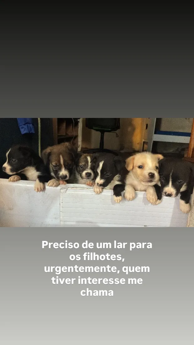 Cachorro raça SRD-ViraLata idade 2 a 6 meses nome Sem nome