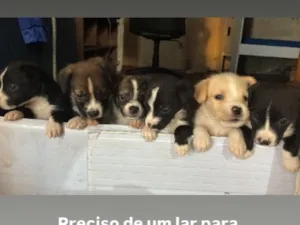 Cachorro raça SRD-ViraLata idade 2 a 6 meses nome Sem nome