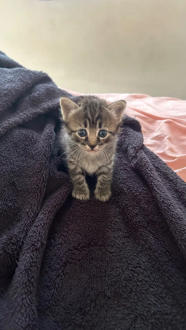 Gato raça SRD-ViraLata idade Abaixo de 2 meses nome filhotinho macho 