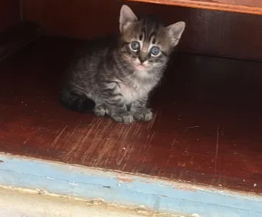 Gato raça SRD-ViraLata idade Abaixo de 2 meses nome filhotinho macho 
