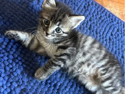 Gato raça SRD-ViraLata idade Abaixo de 2 meses nome filhotinho macho 