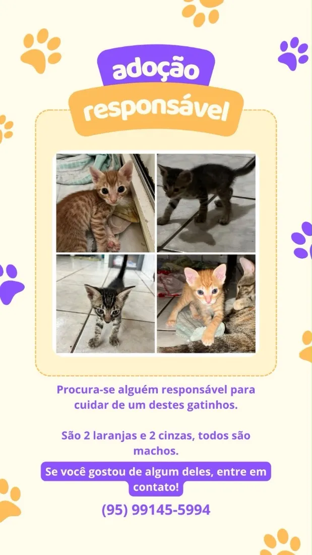 Gato raça SRD-ViraLata idade Abaixo de 2 meses nome 4 filhotes (2 Amarelos e 2 cinzas)