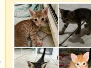 Gato raça SRD-ViraLata idade Abaixo de 2 meses nome 4 filhotes (2 Amarelos e 2 cinzas)