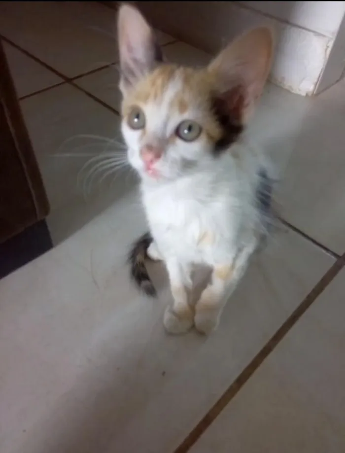 Gato raça SRD-ViraLata idade 2 a 6 meses nome Cookie