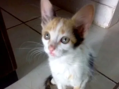 Gato raça SRD-ViraLata idade 2 a 6 meses nome Cookie