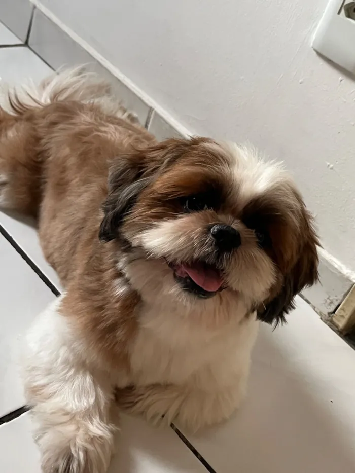 Cachorro raça Shitzu idade 1 ano nome Ted 