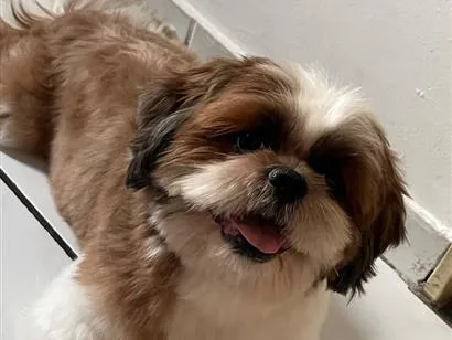 Cachorro raça Shitzu idade 1 ano nome Ted 