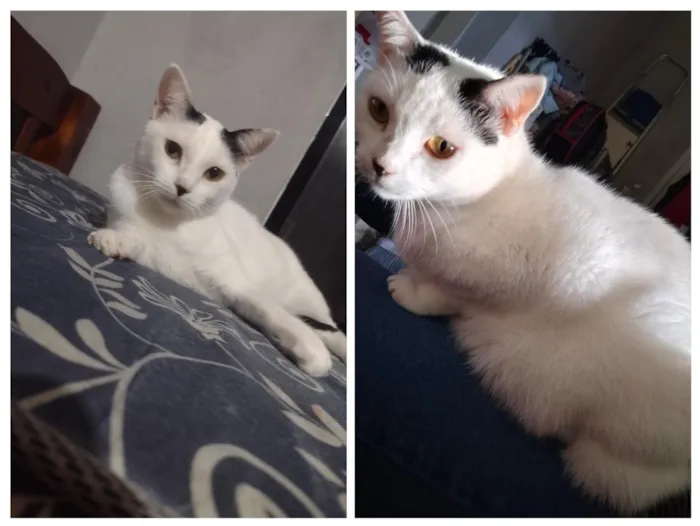 Gato raça SRD-ViraLata idade 4 anos nome Didica 
