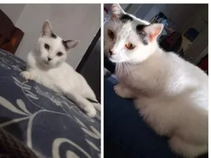 Gato raça SRD-ViraLata idade 4 anos nome Didica 