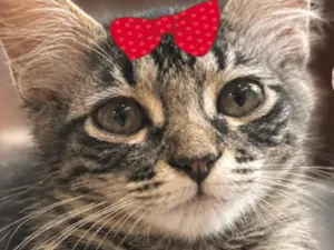 Gato raça SRD-ViraLata idade 2 a 6 meses nome Mina 