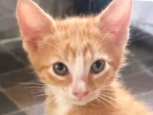 Gato raça SRD-ViraLata idade 2 a 6 meses nome Emílio