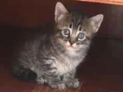 Gato raça SRD-ViraLata idade Abaixo de 2 meses nome filhotinho macho 