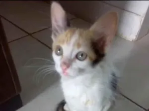 Gato raça SRD-ViraLata idade 2 a 6 meses nome Cookie