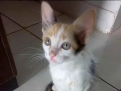 Gato raça SRD-ViraLata idade 2 a 6 meses nome Cookie