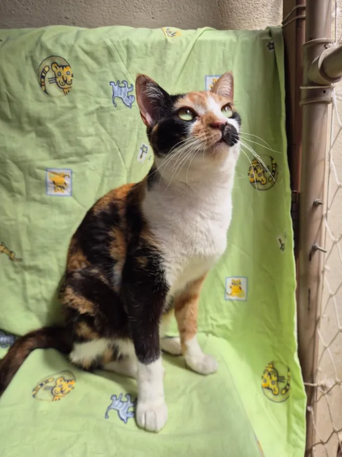 Gato raça SRD-ViraLata idade 2 anos nome Zoe