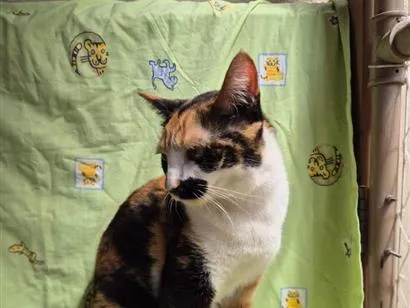 Gato raça SRD-ViraLata idade 2 anos nome Zoe