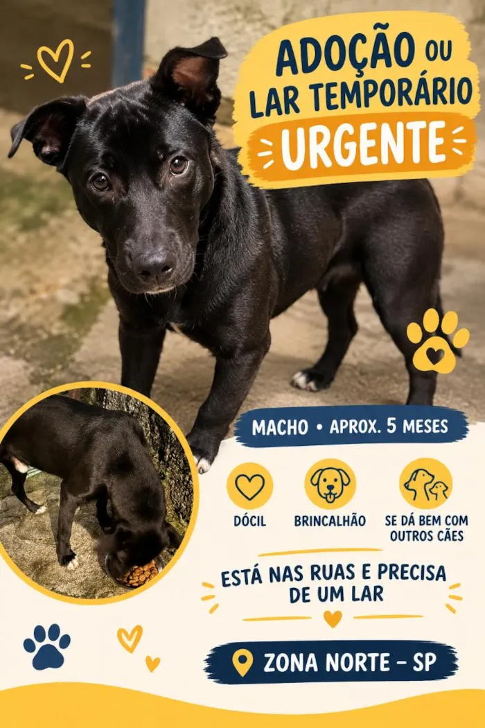Cachorro raça SRD-ViraLata idade 2 a 6 meses nome Bebe
