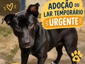 Cachorro raça SRD-ViraLata idade 2 a 6 meses nome Bebe
