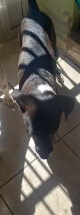 Cachorro raça SRD-ViraLata idade 7 a 11 meses nome vick
