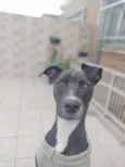 vick