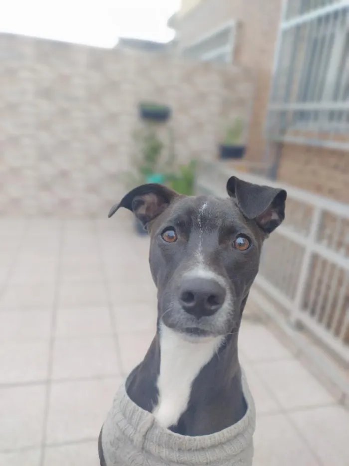 Cachorro raça SRD-ViraLata idade 7 a 11 meses nome vick