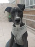 vick