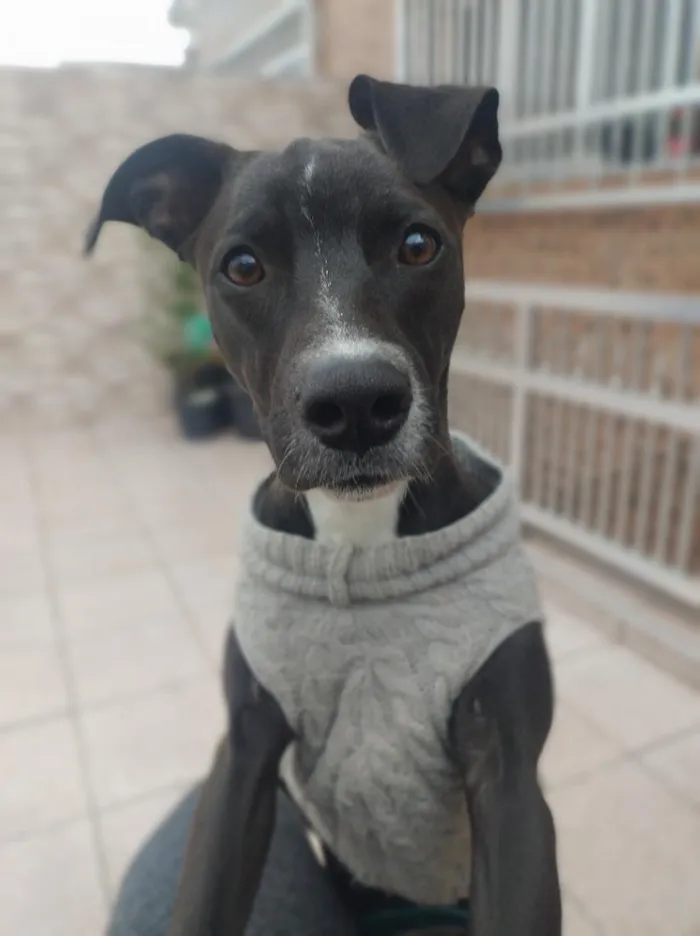 Cachorro raça SRD-ViraLata idade 7 a 11 meses nome vick