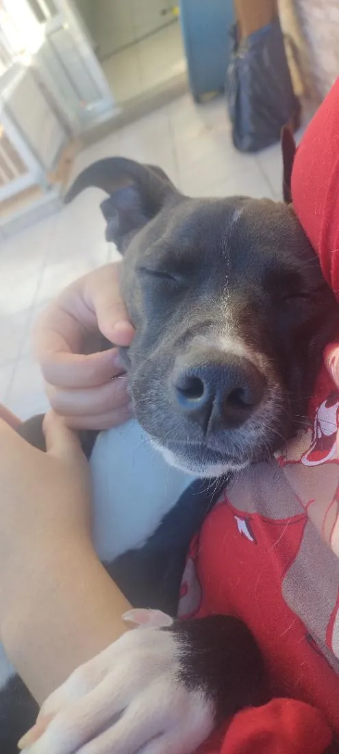Cachorro raça SRD-ViraLata idade 7 a 11 meses nome vick