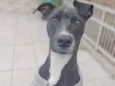 vick