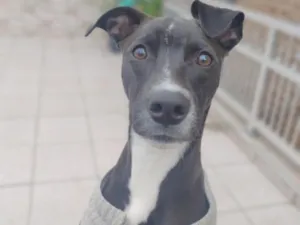 Cachorro raça SRD-ViraLata idade 7 a 11 meses nome vick