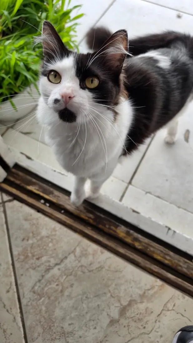 Gato raça SRD-ViraLata idade 2 anos nome Sweets