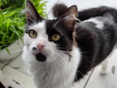 Gato raça SRD-ViraLata idade 2 anos nome Sweets