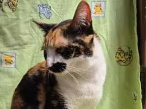 Gato raça SRD-ViraLata idade 2 anos nome Zoe