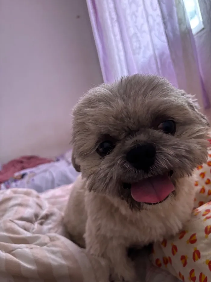Cachorro raça Shitzu idade 4 anos nome Max 