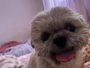 Cachorro raça Shitzu idade 4 anos nome Max 