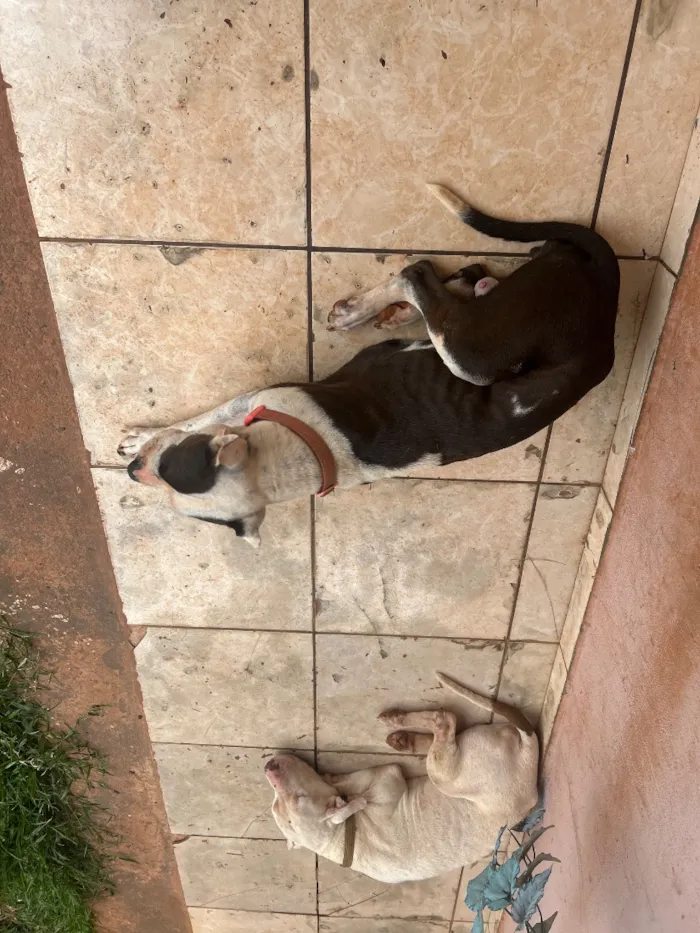 Cachorro raça SRD-ViraLata idade 6 ou mais anos nome Bella é fantasma 