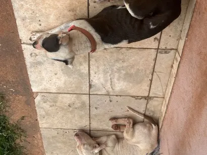 Cachorro raça SRD-ViraLata idade 6 ou mais anos nome Bella é fantasma 