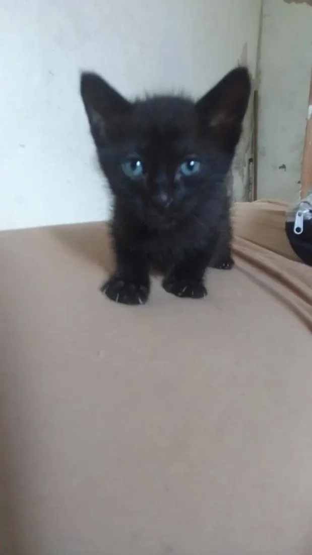 Gato raça SRD-ViraLata idade 2 a 6 meses nome Balerion